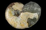Fossil Hoploscaphites Ammonite - South Dakota #131229-1